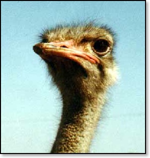 I Watched this Guy Drag Race Anther Bird with People on Thier Backs.